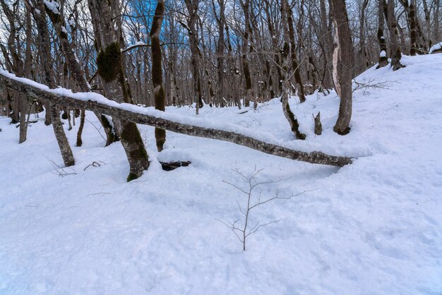 Splendida foresta invernale, alberi spogli coperti di neve