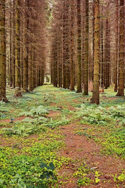 Splendida foresta verde lussureggiante con filari di alti pini che crescono con la natura in armonia e copyspace Tranquilla mattina d'estate con vista su una giungla zen tranquilla Natura rilassante con aria fresca