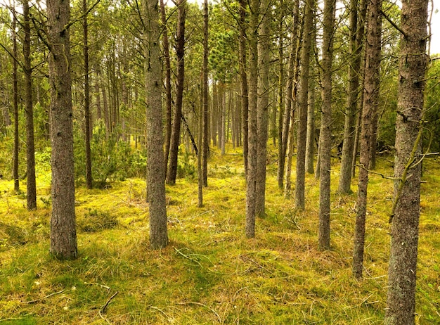 Splendida foresta verde lussureggiante con filari di pini ad alto fusto che crescono in armonia con la natura con spazio per la copia Tranquilla mattina d'estate con vista su una giungla tranquilla e zen in una rilassante aria fresca e pulita