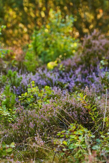 Splendida foresta verde lussureggiante in primavera lavanda selvatica che cresce con la natura in armonia e copyspace Tranquilla mattina d'estate con vista sulla giungla zen tranquilla Natura colorata e rilassante e aria fresca