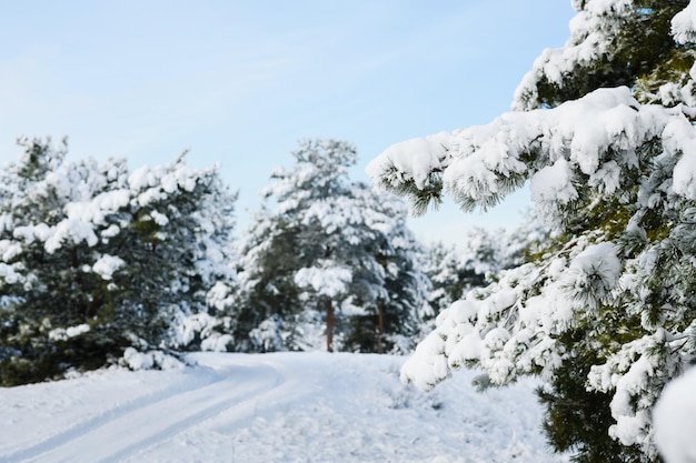 Splendida giornata invernale nella pineta