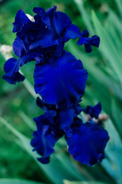 Splendida infiorescenza di fiore blu scuro di iris germanico Sfida che sboccia in giardino verticale