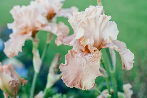 Splendida infiorescenza di rosa tenue fiore di pesca di iris con petali ondulati che sbocciano in giardino Orticoltura di giardinaggio