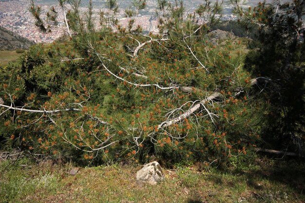 Splendida natura e città di Manisa