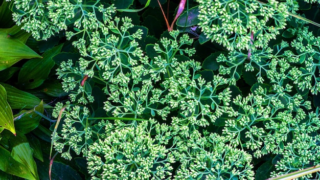 Splendida pianta succulenta verde e rossa Pianta rustica che cresce all'aperto Pianta tropicale dal clima caldo Verde lime sfumato di rosso Giardino europeo con piante esotiche