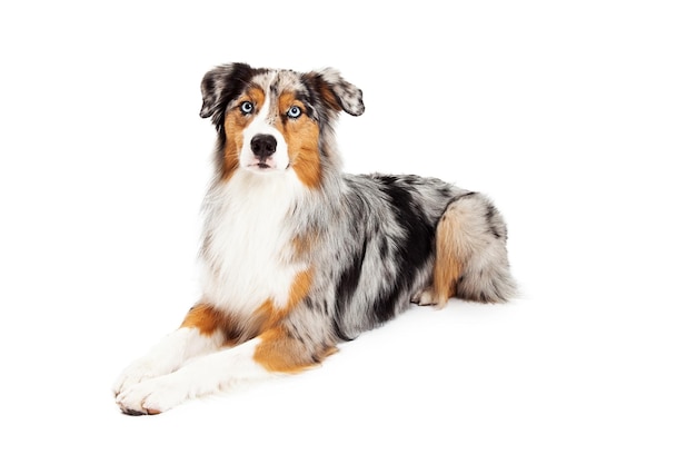 Splendida posa del cane da pastore australiano
