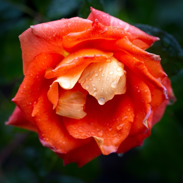 Splendida rosa arancione in gocce di pioggia su uno sfondo verde sfumato Carta Bellezza della natura Hobby della floricoltura