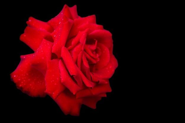 Splendida rosa scarlatta isolare su sfondo nero Scheda floreale