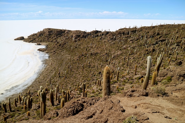 Splendida veduta aerea da Isla Incahuasi (Isla del Pescado), saline di Uyuni, Bolivia