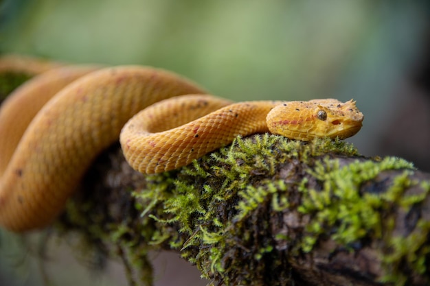 Splendida vipera ciglia Bothriechis schlegelii che striscia su un ramo in Costa Rica