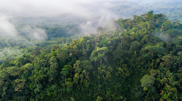 splendida vista aerea di una foresta pluviale tropicale con nuvole formate dal vapore acqueo rilasciato