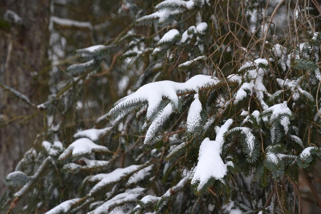 Splendida vista albero di conifere dopo bufera di neve.