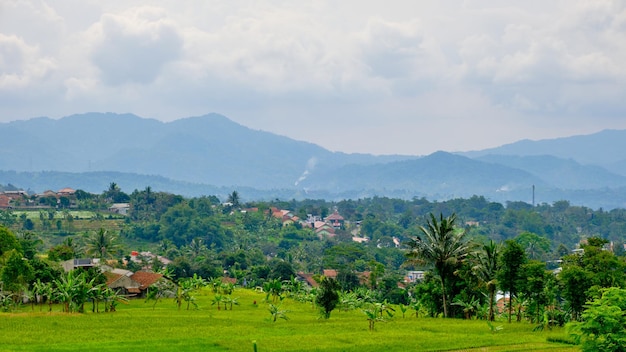 Splendida vista collinare e risaie, West Java, Indonesia