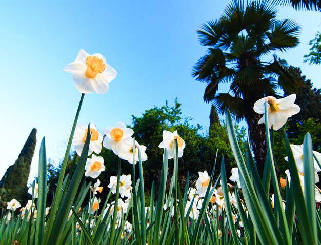 Splendida vista dei fiori tipici dei narcisi che sbocciano intorno a Pasqua o in primavera davanti a un cielo blu con nuvole bianche