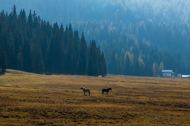 Splendida vista del paesaggio di pino e tubi