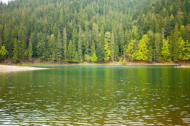 Splendida vista del paesaggio estivo con lago limpido e foresta intorno