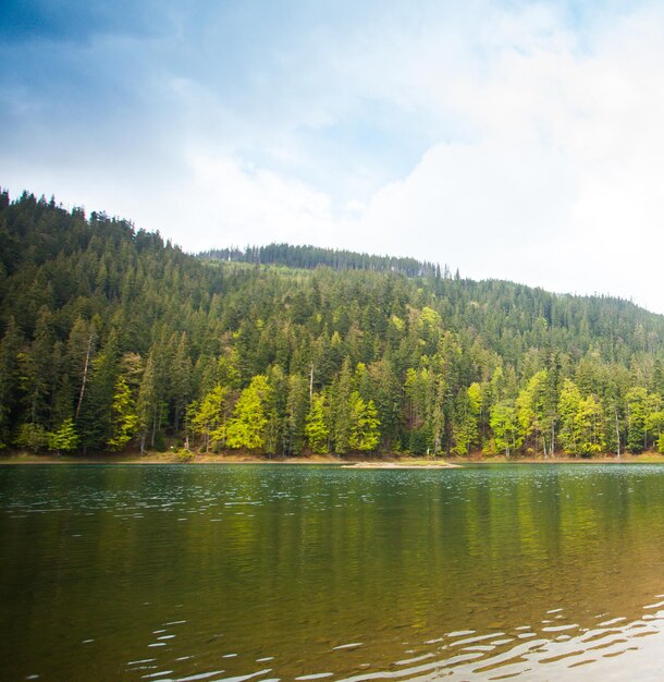 Splendida vista del paesaggio estivo con lago limpido e foresta intorno