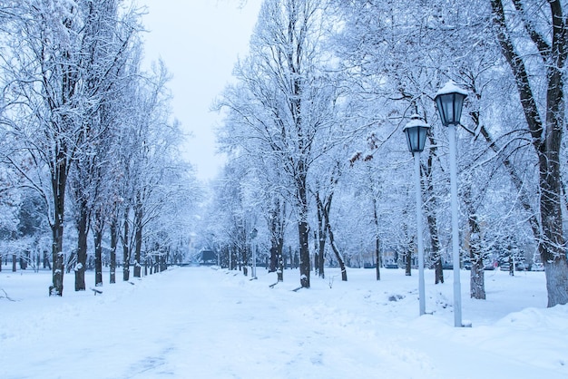 Splendida vista del vicolo con alberi coperti di neve