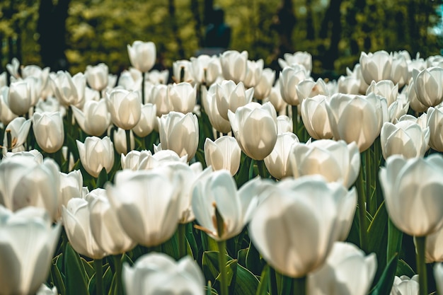 Splendida vista di centinaia di tulipani bianchi catturati in un giardino di tulipani