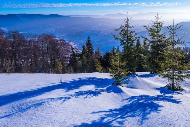 Splendida vista di maestosi abeti verdi