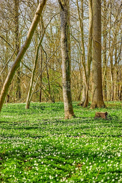 Splendida vista naturale di grandi alberi spogli in un verde paesaggio forestale all'esterno in inverno Vista parco all'aperto di erba fiori bianchi piante e vita degli alberi in natura Giornata rilassante all'aria aperta