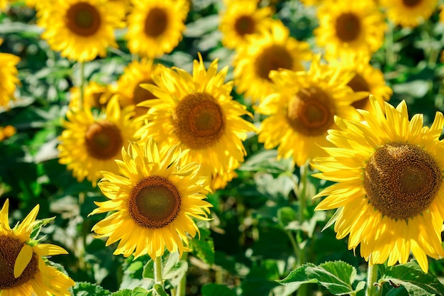 Splendida vista sul campo di girasoli gialli entro l'estate.