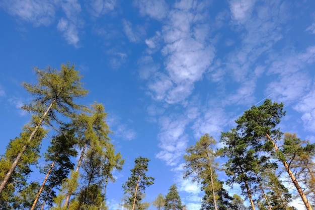 Splendida vista sul cielo e alberi ad alto fusto