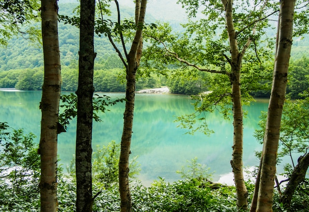 Splendida vista sul fiume scorre attraverso la foresta sulla montagna a Kamikochi in Giappone