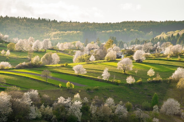 Splendida vista sul villaggio chiamato Hrinova. Natura meravigliosa. Scenario primaverile. Alberi in fiore.