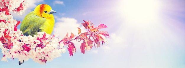 Splendida vista sulla natura degli alberi in fiore primaverili su sfondo sfocato