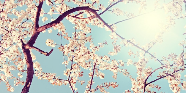 Splendida vista sulla natura degli alberi in fiore primaverili su sfondo sfocato