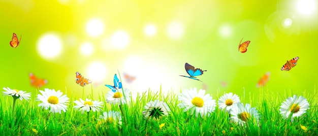 Splendida vista sulla natura della farfalla su sfondo sfocato in giardino