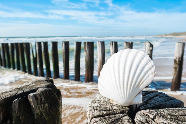 Splendida vista sulla spiaggia con conchiglia su un groyne a Renesse Holland