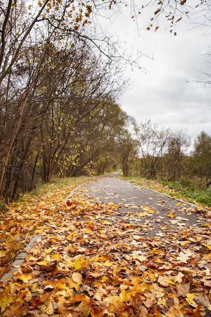 Splendida vista sulla strada del parco cittadino con foglie autunnali secche multicolori