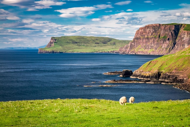 Splendida vista sulle pecore nell'isola di Skye in Scozia