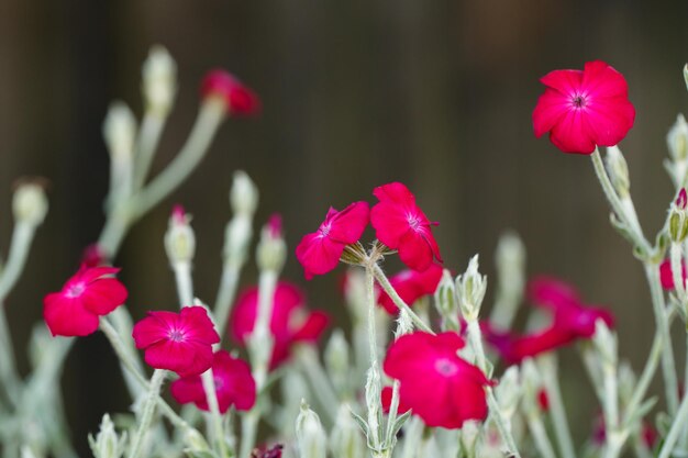 Splendidamente piccoli fiori rossi