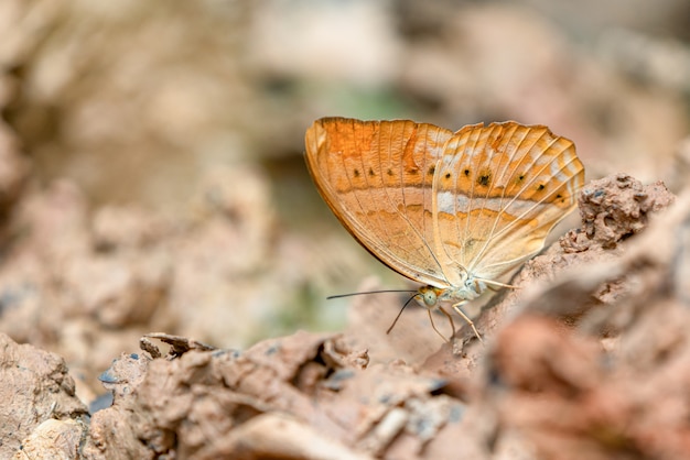 Splendide farfalle Vieni a mangiare minerali. Bel modello sulle ali di farfalla.