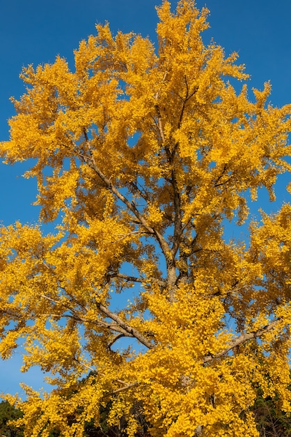 Splendide foglie gialle di un albero di ginko biloba, cielo blu.