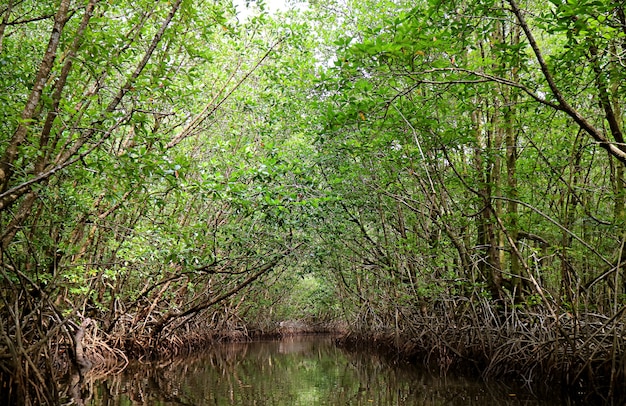 Splendide gallerie di alberi vista dalla barca lungo il fiume nella foresta di mangrovie, provincia di Trat, Thailandia