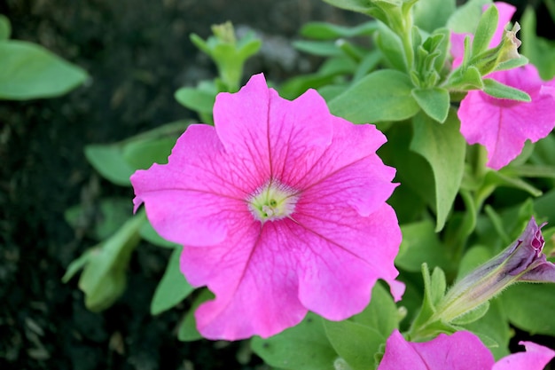 Splendide petunie rosa caldo che sbocciano sul suo albero