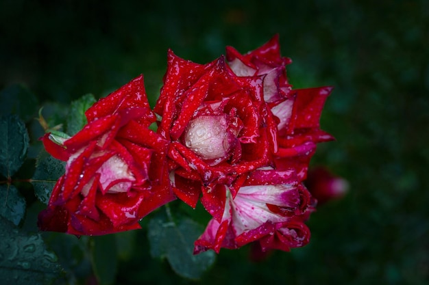 Splendide rose rosse lussureggianti in gocce di pioggia su uno sfondo verde scuro Carta Bellezza della natura Hobby della floricoltura