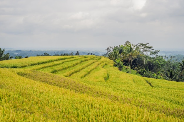 Splendide terrazze di riso Jatiluwih sullo sfondo dei famosi vulcani di Bali, Indonesia