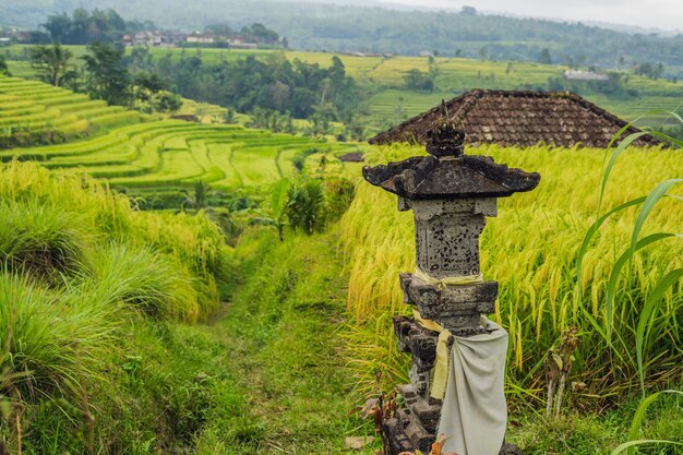 Splendide terrazze di riso Jatiluwih sullo sfondo dei famosi vulcani di Bali, Indonesia