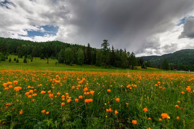 Splendide vedute del prato fiorito sullo sfondo delle montagne Orange Globeflowers