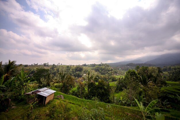 Splendide vedute delle terrazze di riso di Jatiluwih a Bali, Indonesia