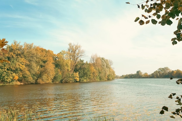 Splendidi alberi paesaggistici con foglie gialle sulla riva del fiume