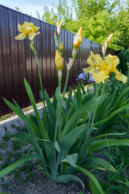 Splendidi cespugli di iris in giardino. Iris fiori gialli. Fiori di primavera estate.