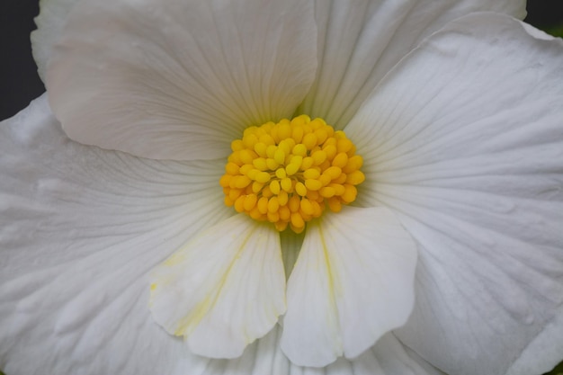 Splendidi fiori bianchi di begonia tuberosa closeup Piante d'appartamento per hobby di floricoltura