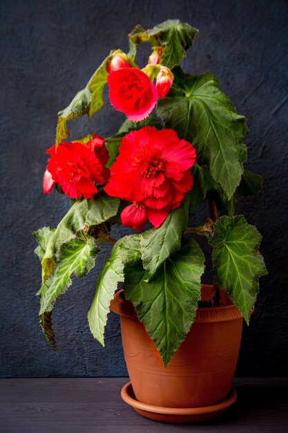 Splendidi fiori di begonia tuberosa rossa Pianta da appartamento hobby floricoltura