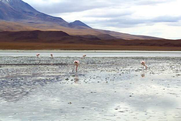 Splendidi paesaggi vista della Laguna Colorada (Laguna Rossa) al Salar de Uyuni, Bolivia.